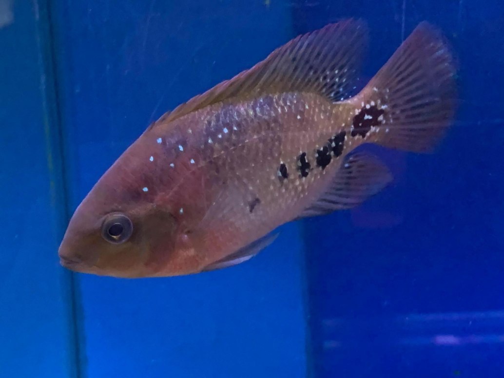 Synspilum Cichlid-Vieja melanura