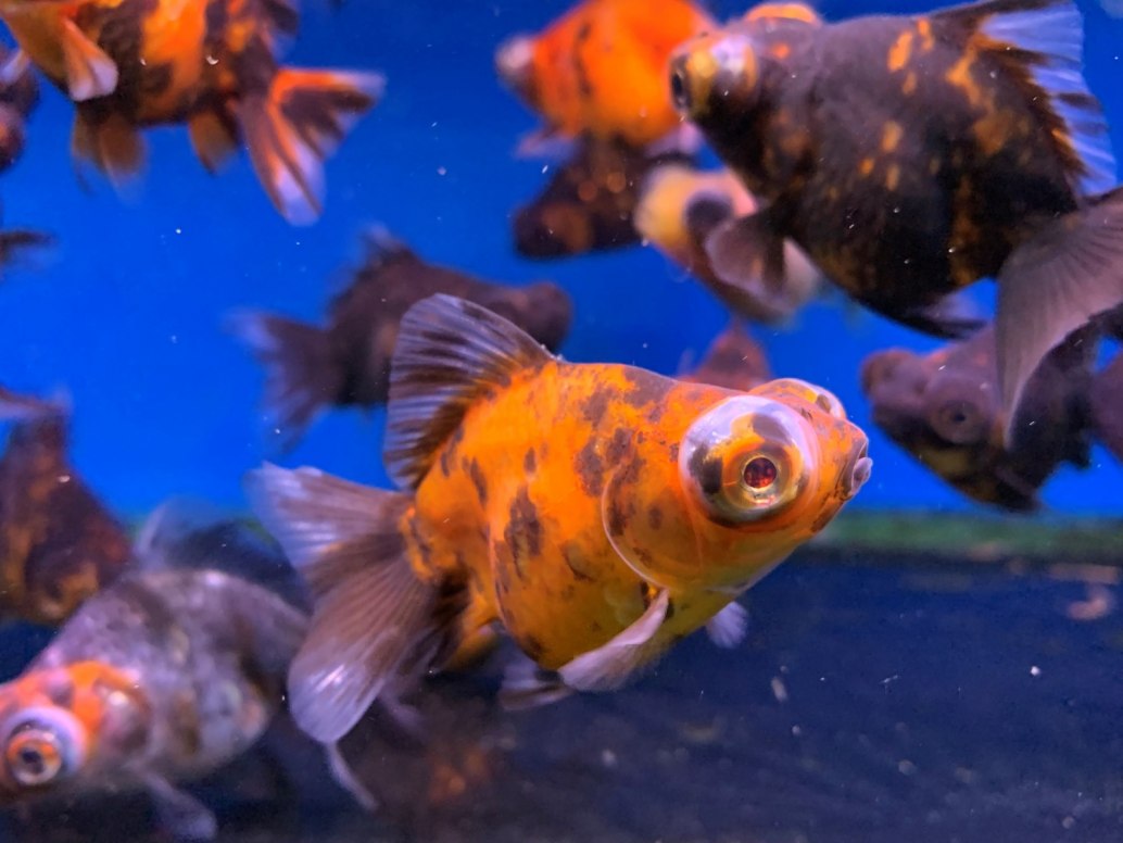 Telescope-Carassius auratus