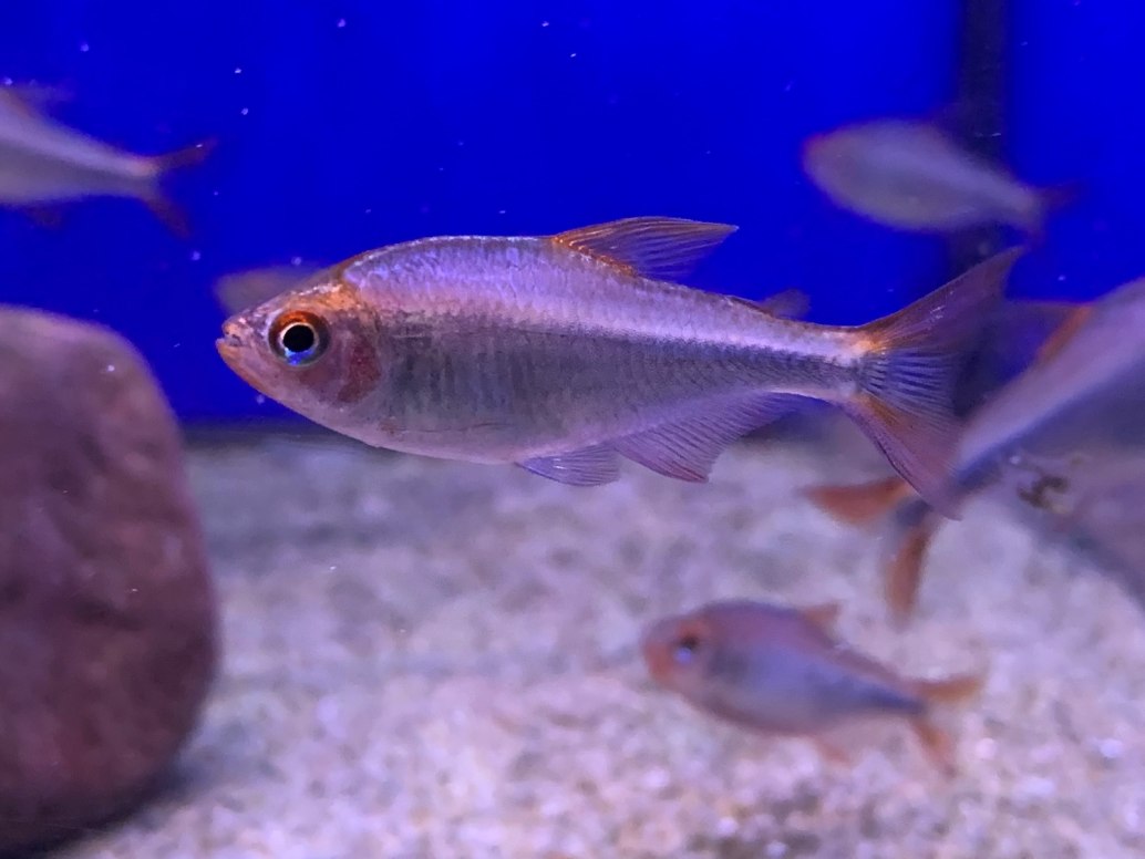 Blueberry Tetra Hyphessobrycon Wadai