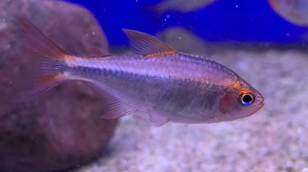 Blueberry Tetra Hyphessobrycon Wadai