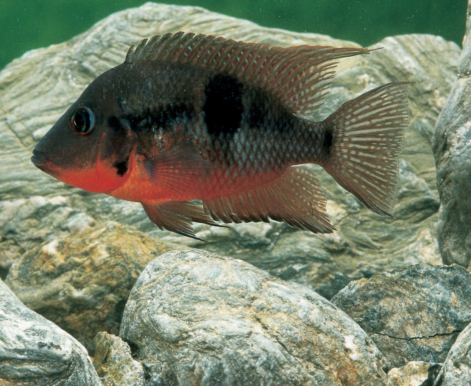 Central American Cichlids   Tropical 29 2 