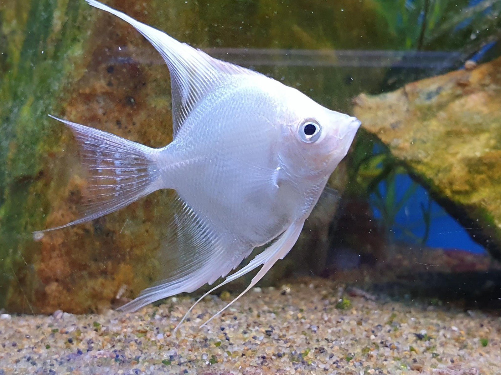 Angel FishPterophyllum scalare