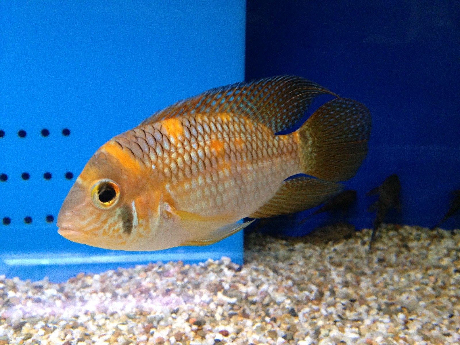 Yellow acara Aequidens metae