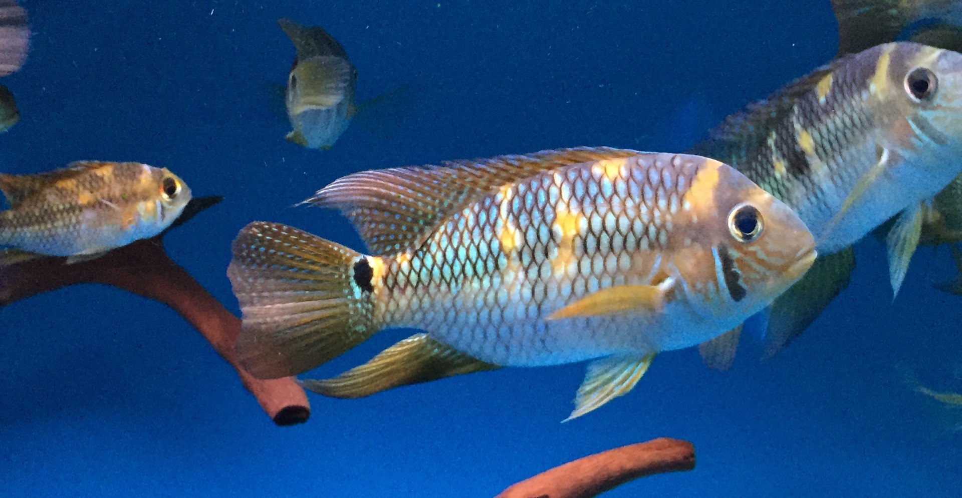 Yellow acara Aequidens metae