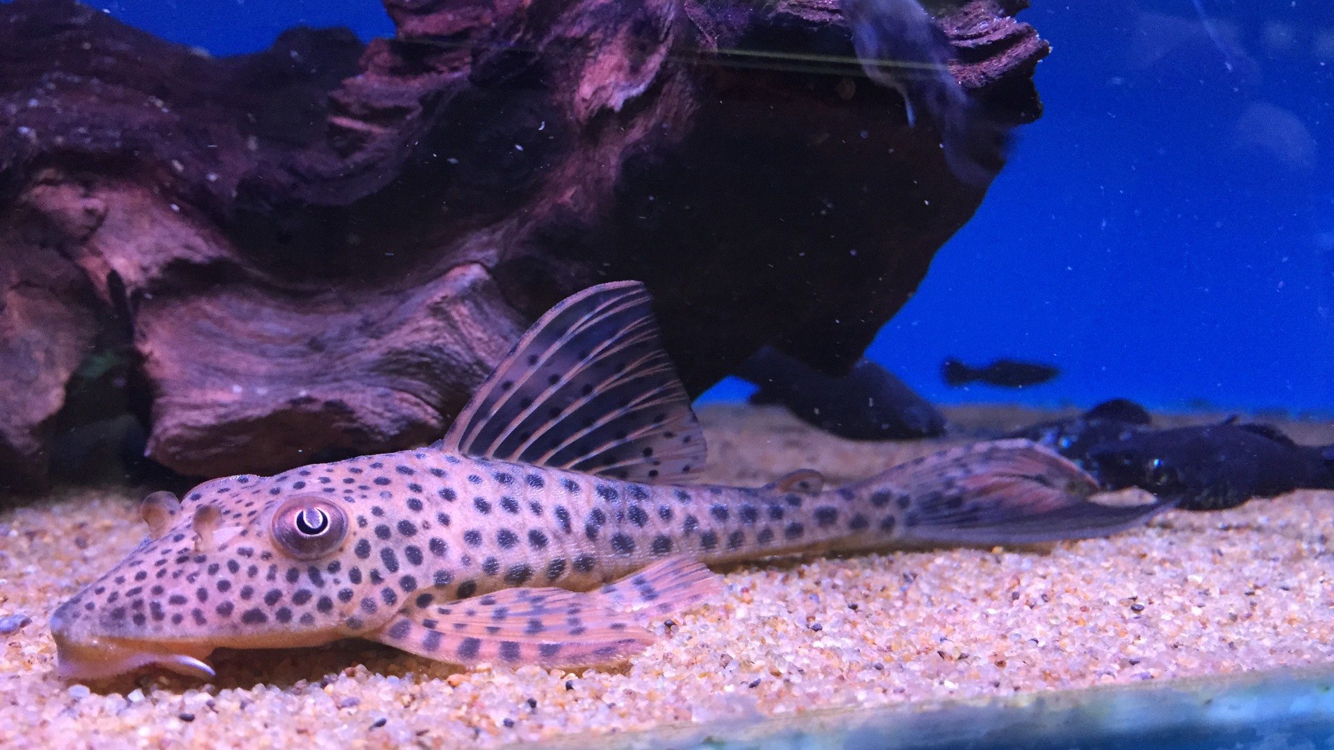 Redfin Thresher Plec - Aphanotorulus emarginatus