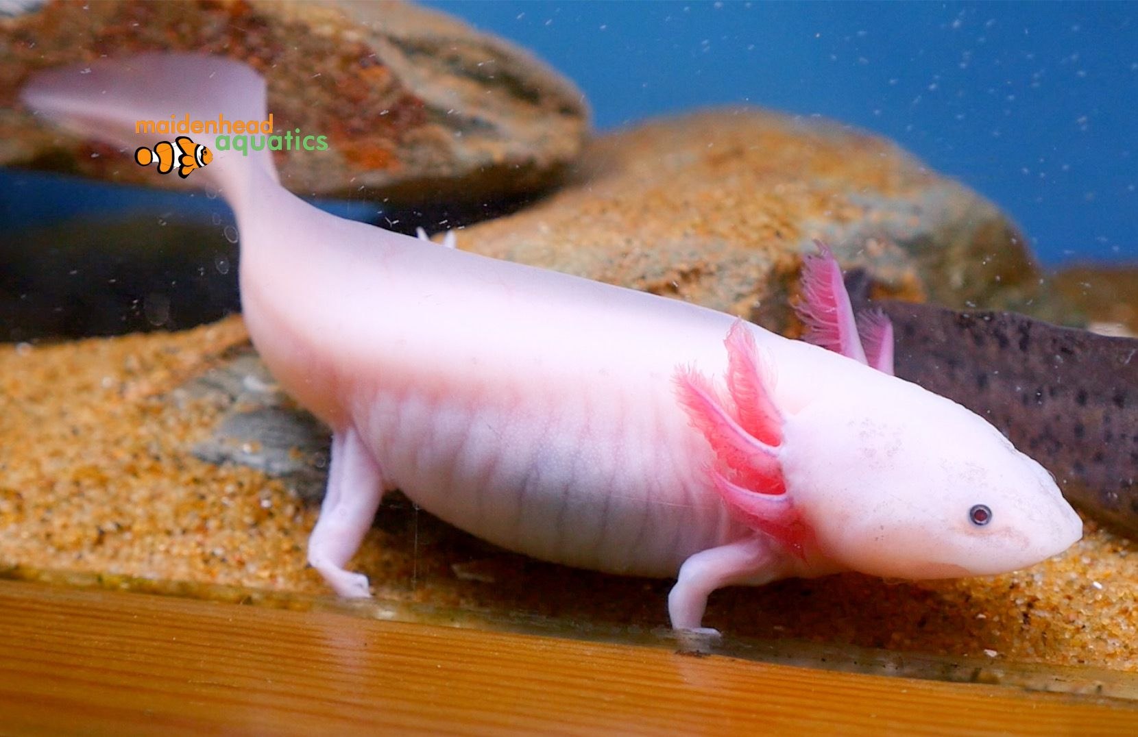 Axolotl-Ambystoma mexicanum