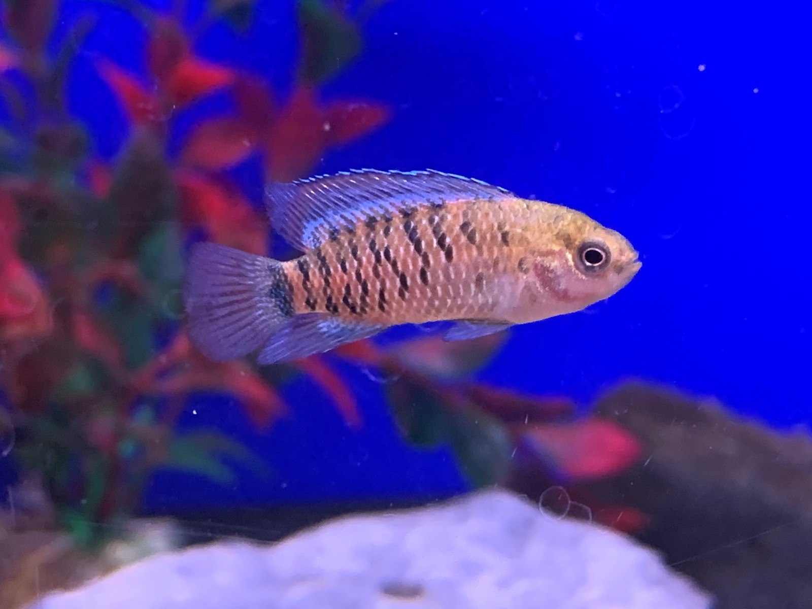 Chameleon Fish Badis Badis