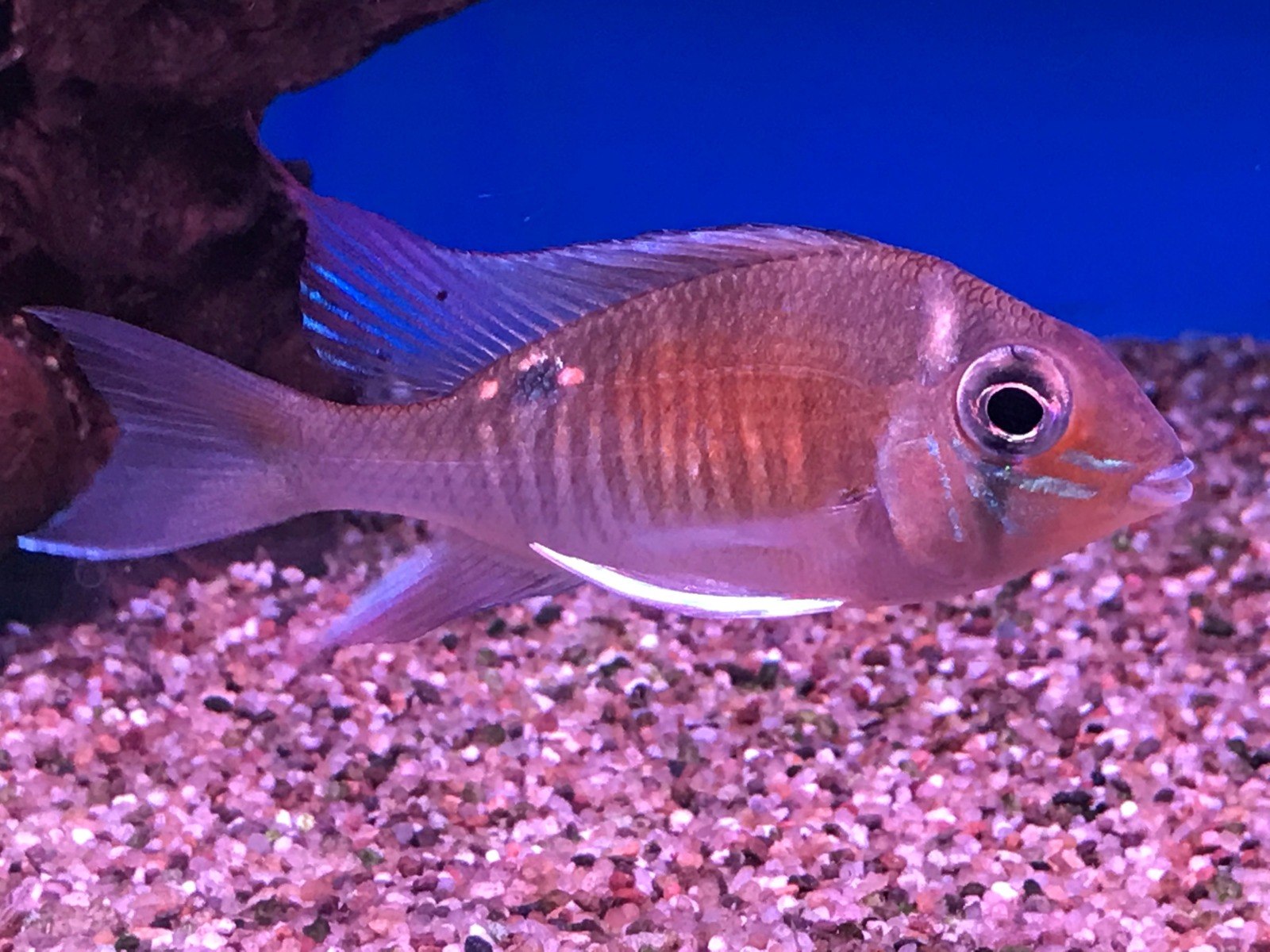 Cupid Cichlid-Biotodoma cupido