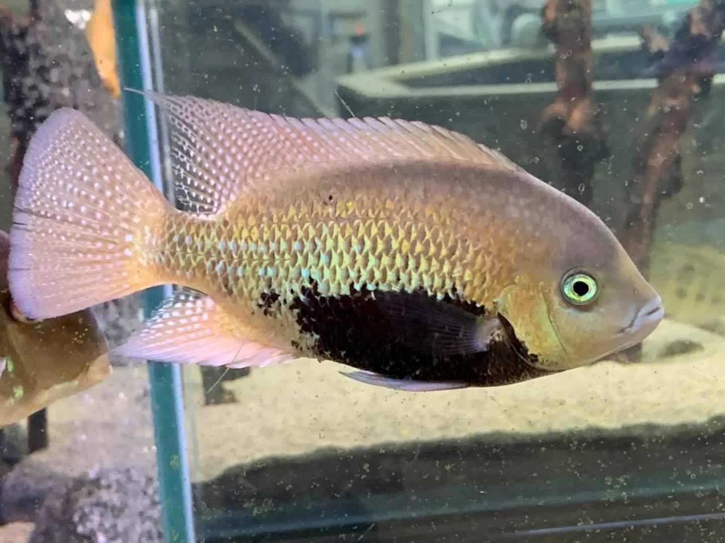 Pantano Cichlid-Herichthys pearsei