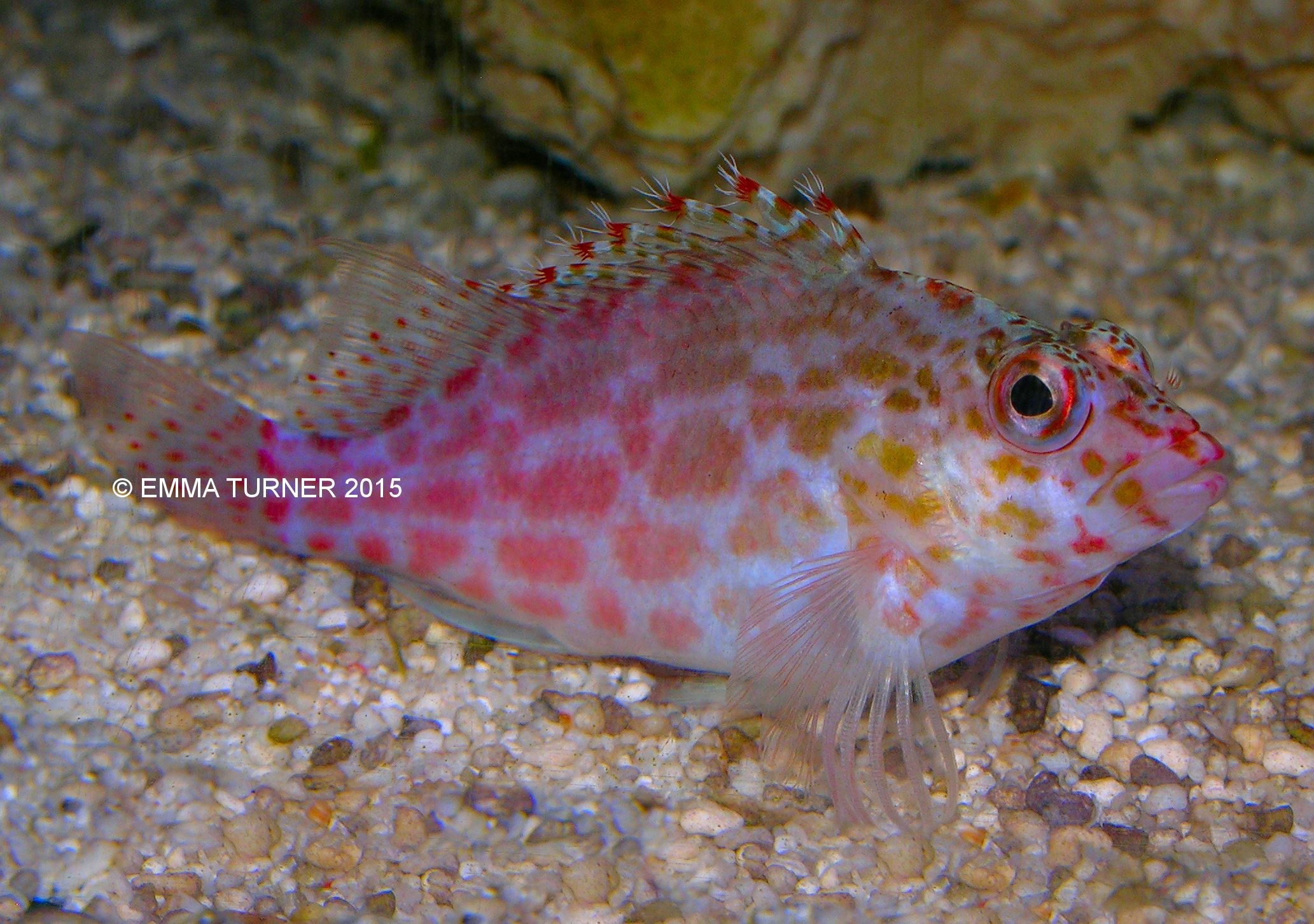 Coral Hawkfish-Cirrhitichthys oxycephalus