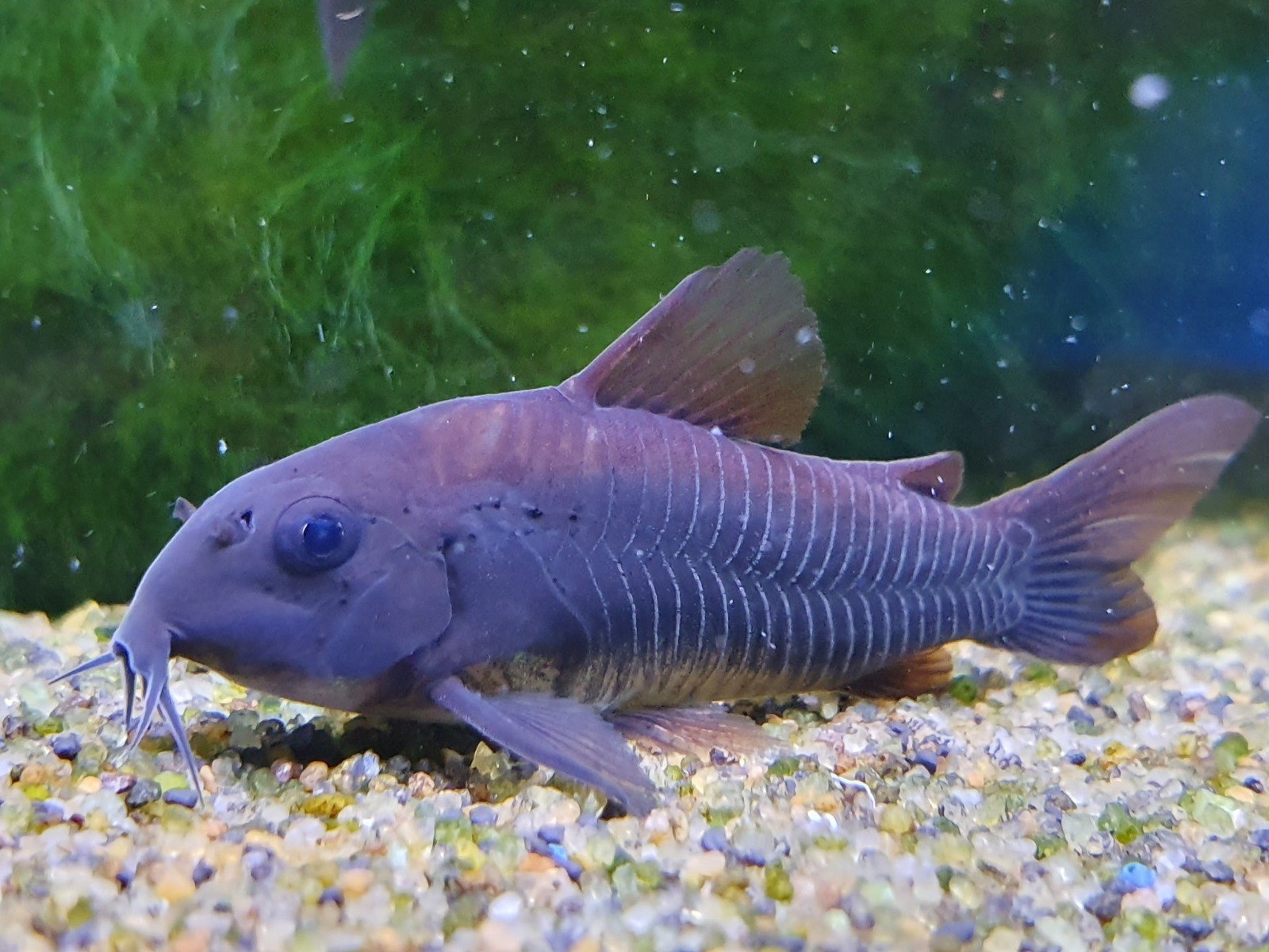 Black Cory-Corydoras schultzei