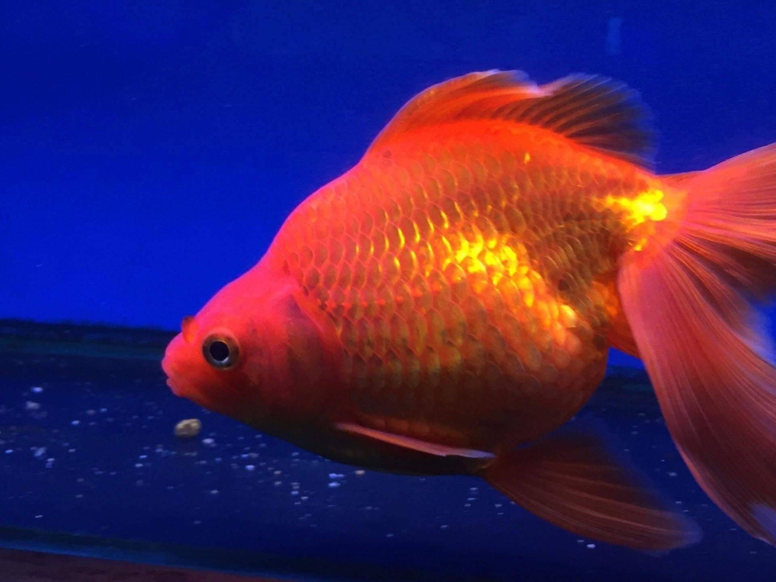 Fantail Goldfish-Carassius auratus auratus