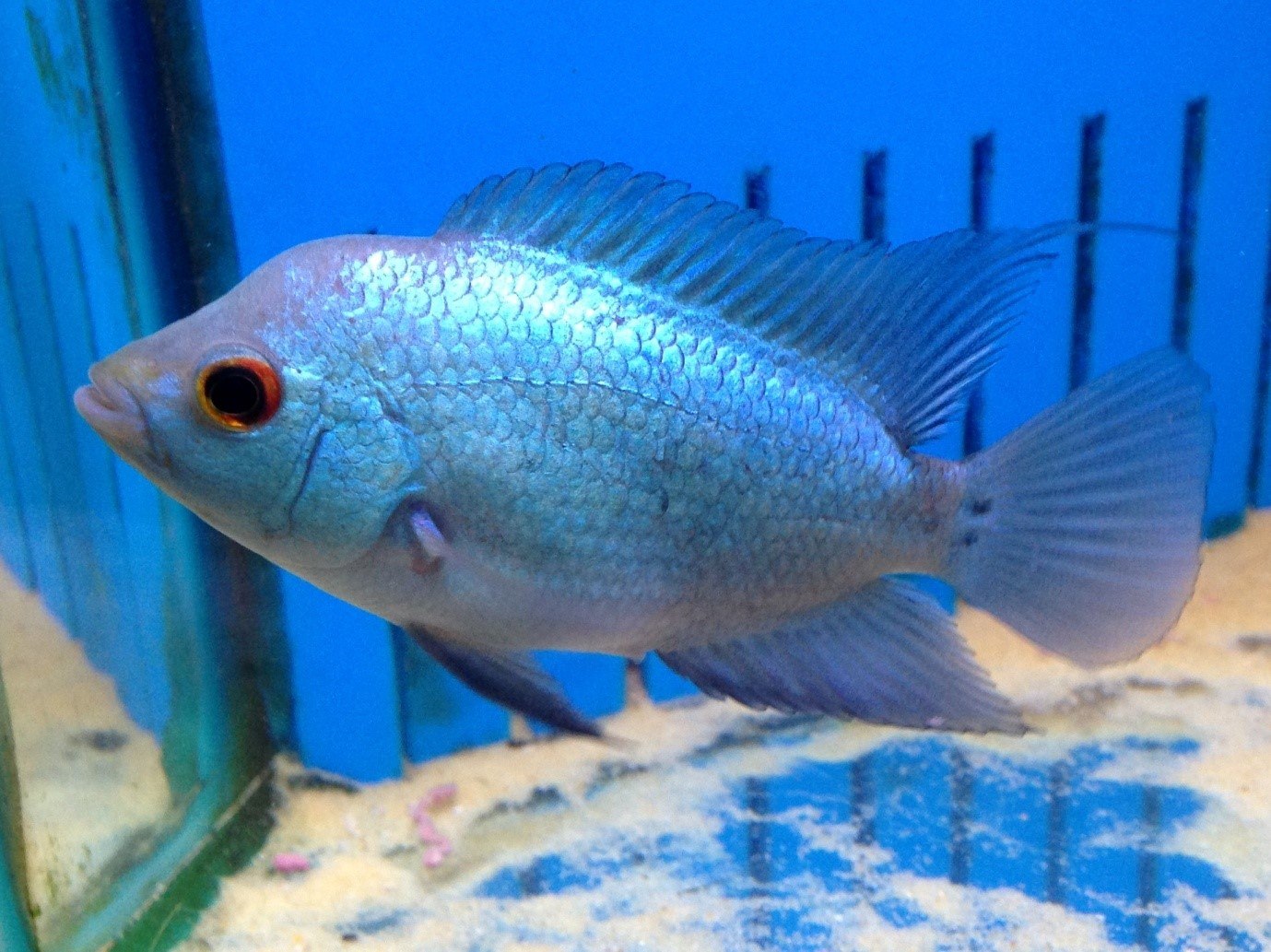 Flowerhorn Cichlid