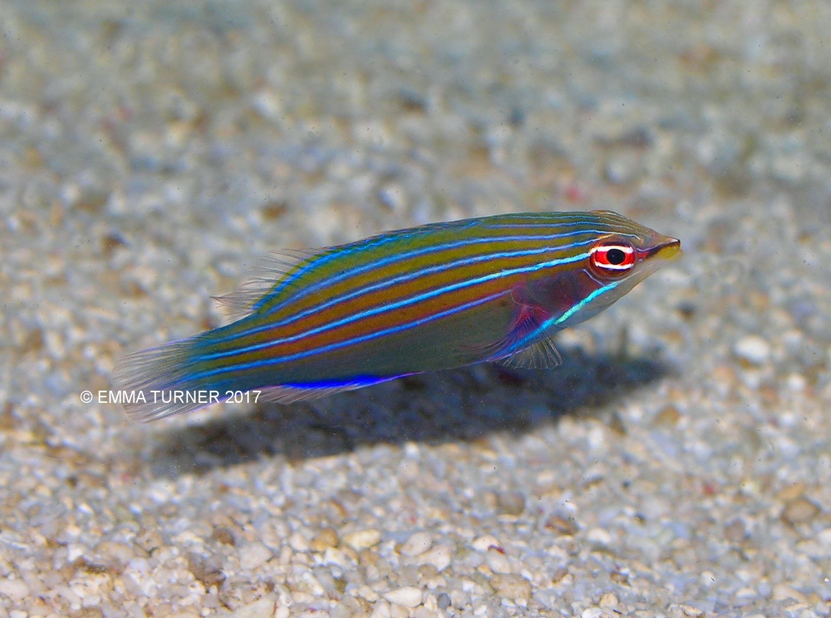 Four-lined Wrasse-Pseudocheilinus tetrataenia