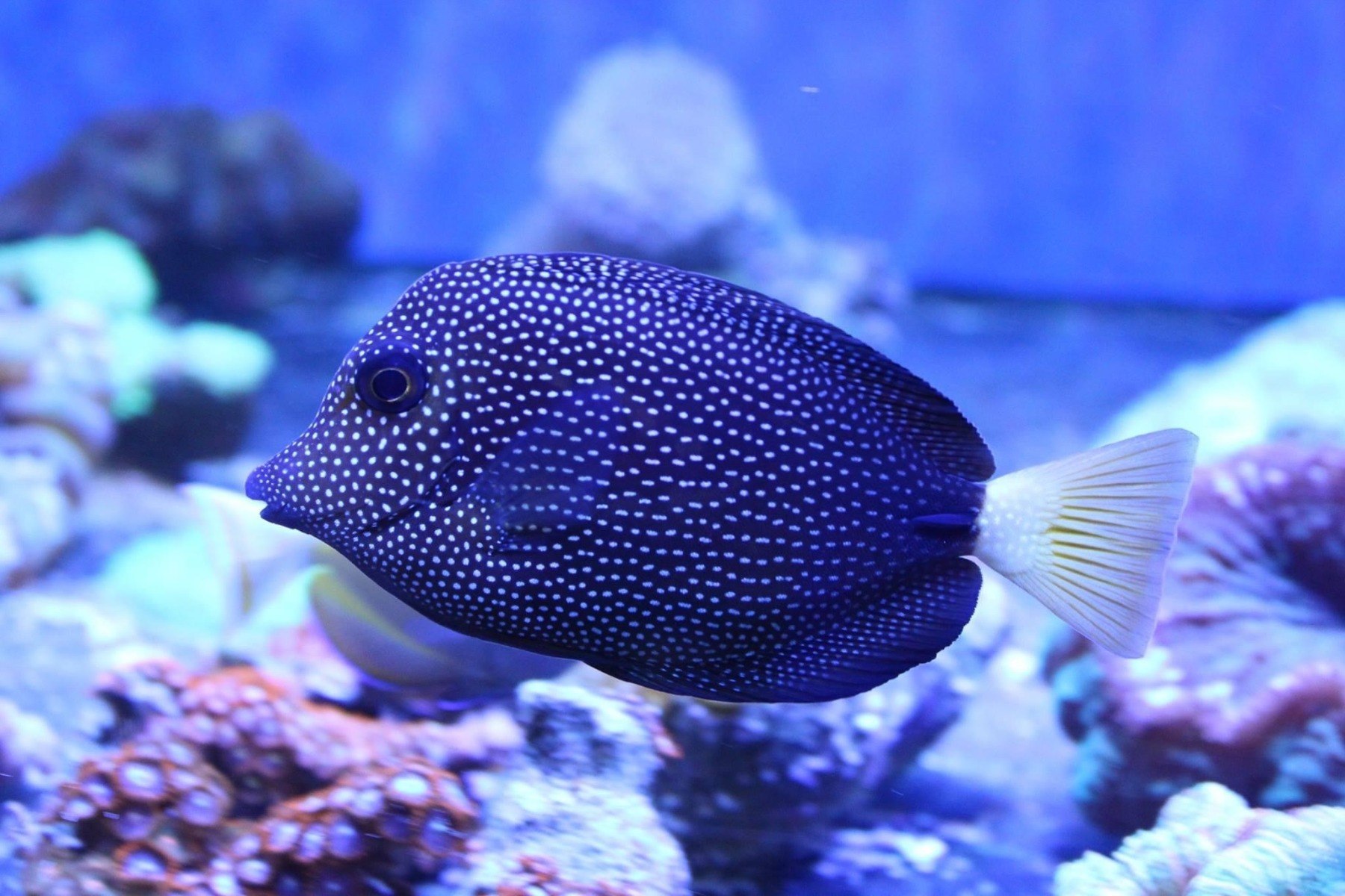 Gem Tang Zebrasoma Gemmatum