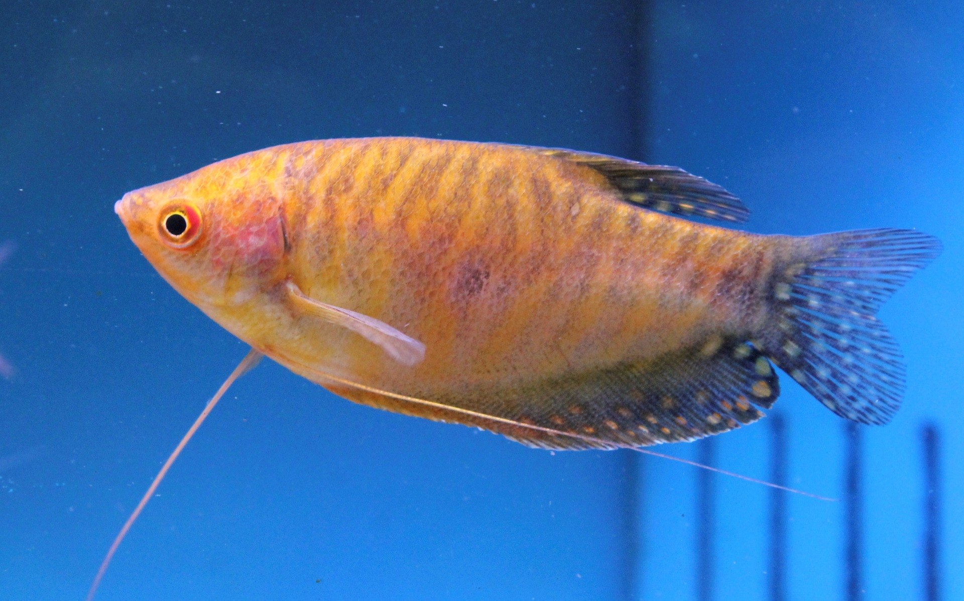 Gold Gourami-Trichopodus trichopterus