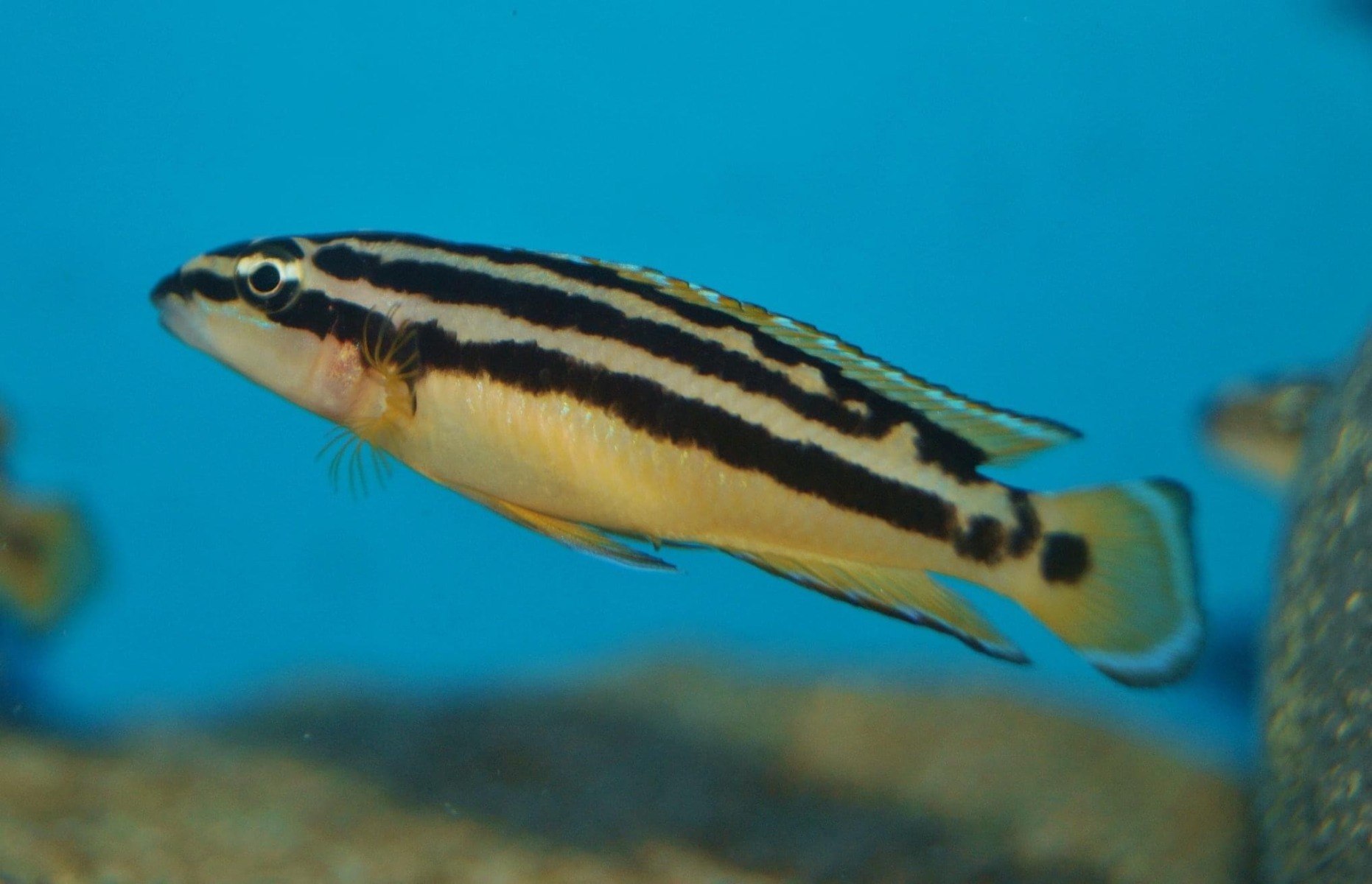 Ornate Julie-Julidochromis ornatus