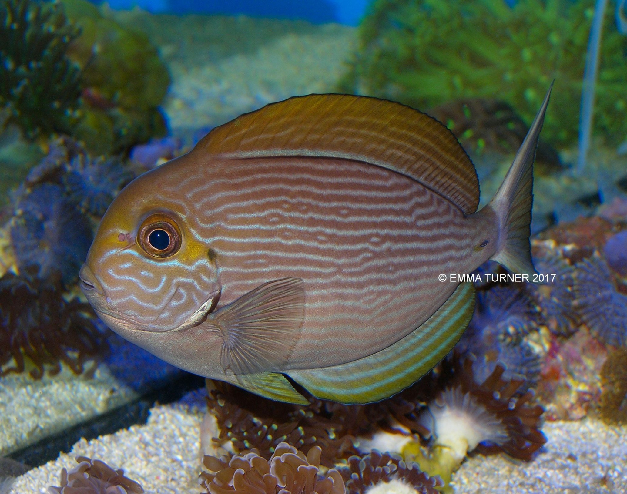 Mata Tang-Acanthurus mata