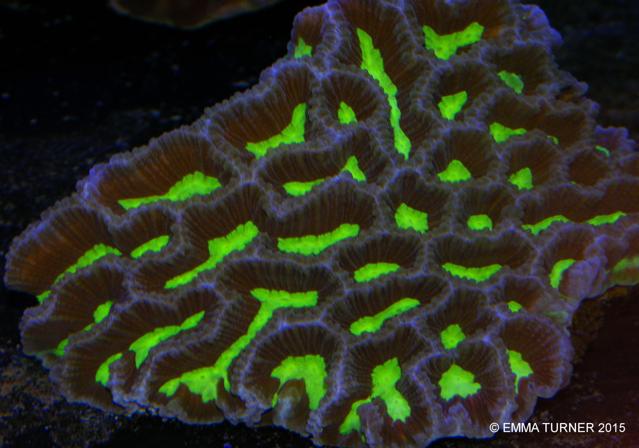 Maze Coral-Platygyra