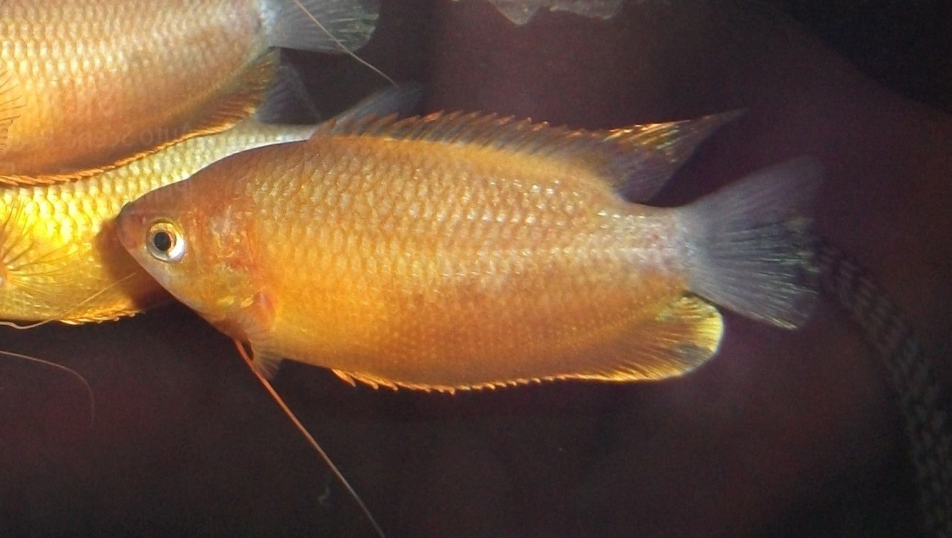 Thick Lipped Gourami-Trichogaster labiosa