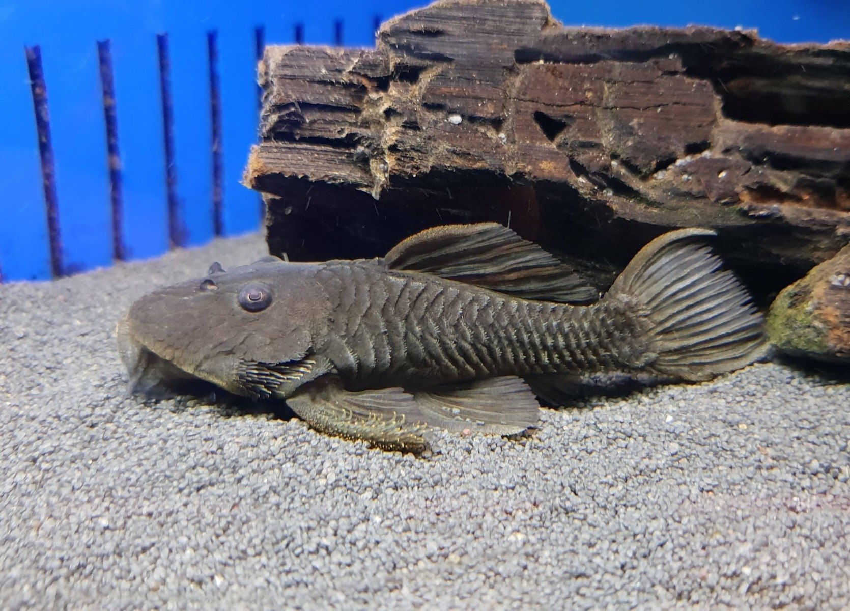 Rubber Plec-Parancistrus aurantiacus