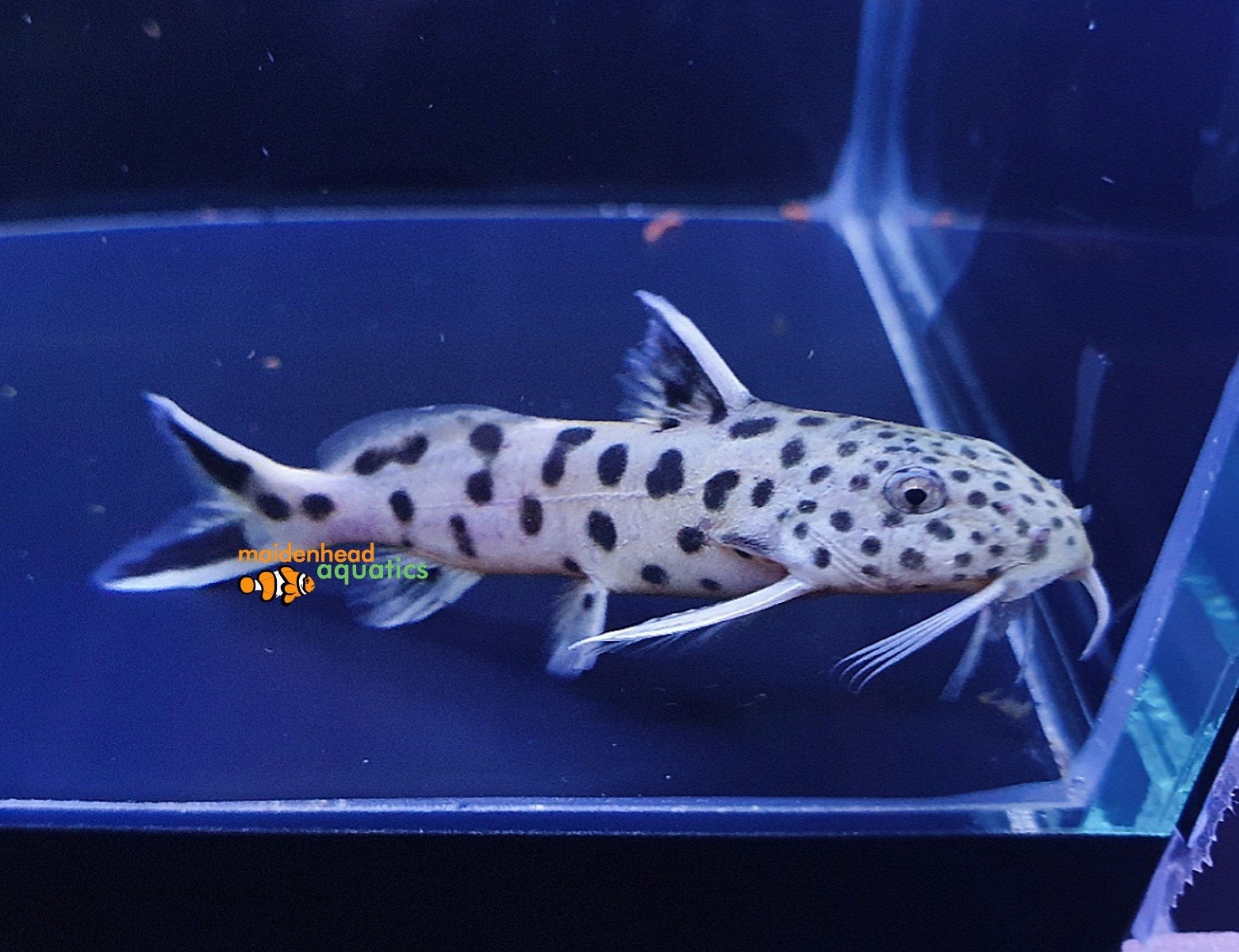 Petricola Catfish-Synodontis petricola