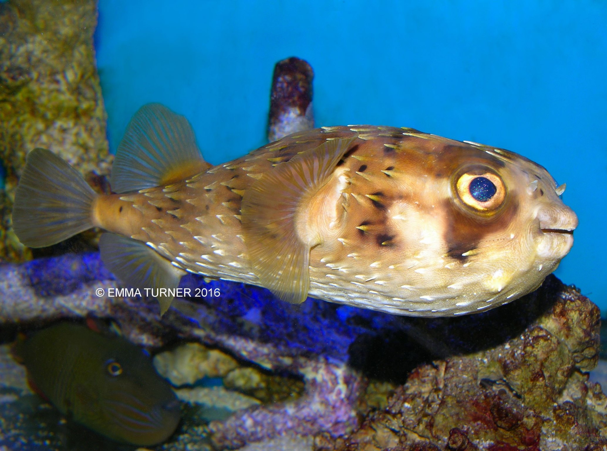 Porcupine Pufferfish-Diodon holocanthus