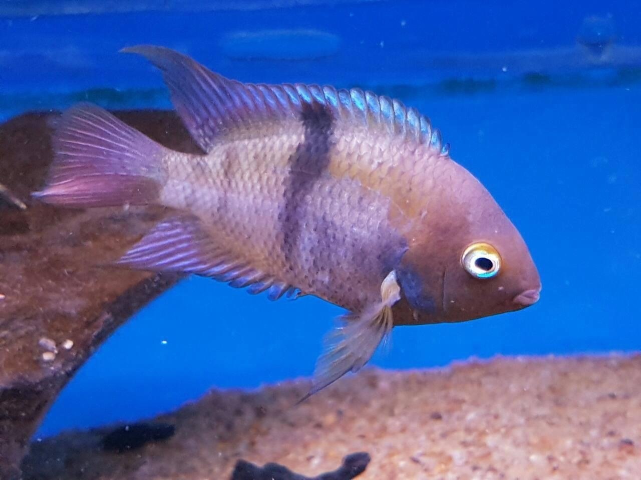 T Bar Cichlid-Cryptoheros sajica