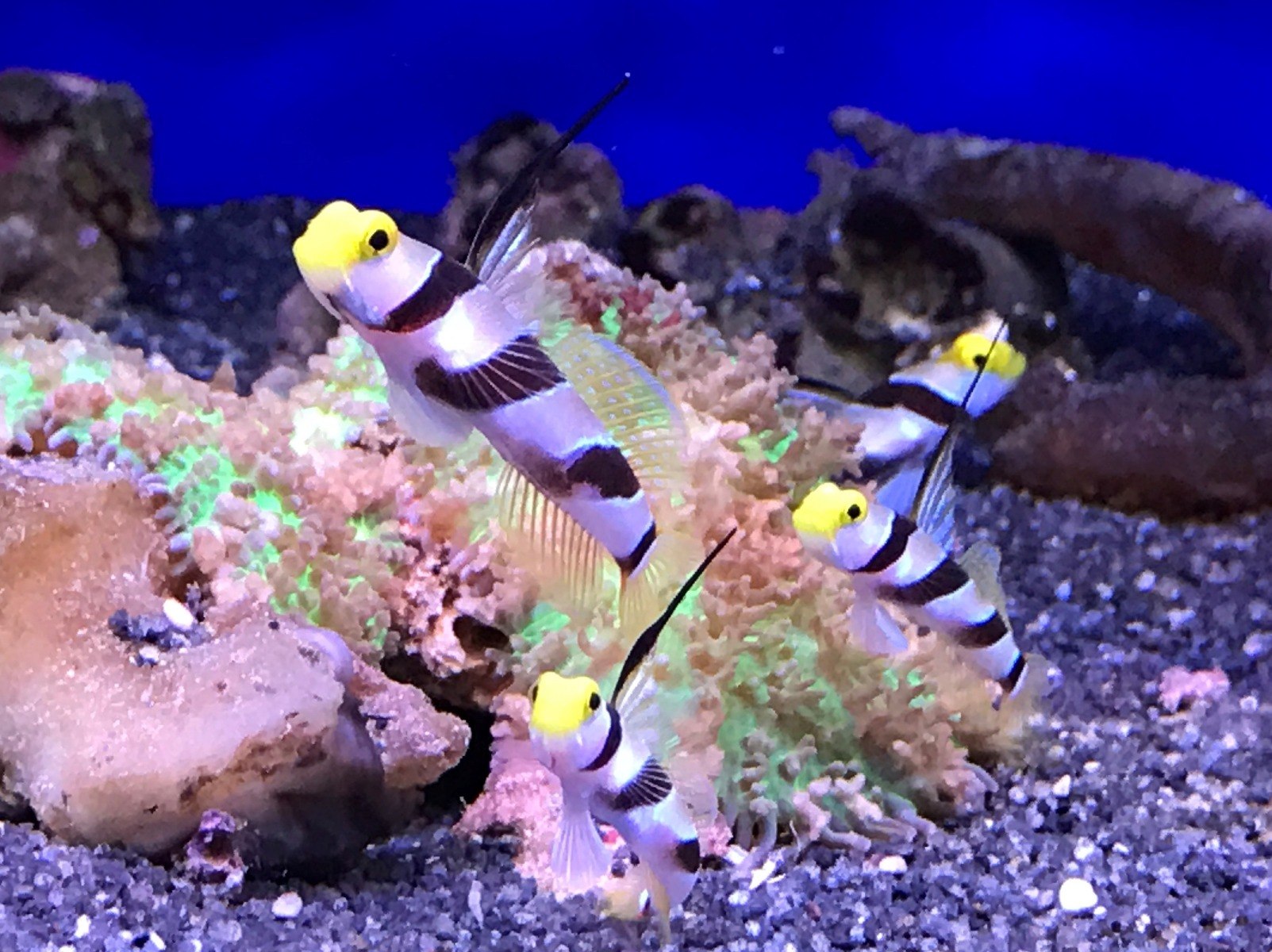 Hi Fin Banded Goby Stonogobiops Xanthorhinica