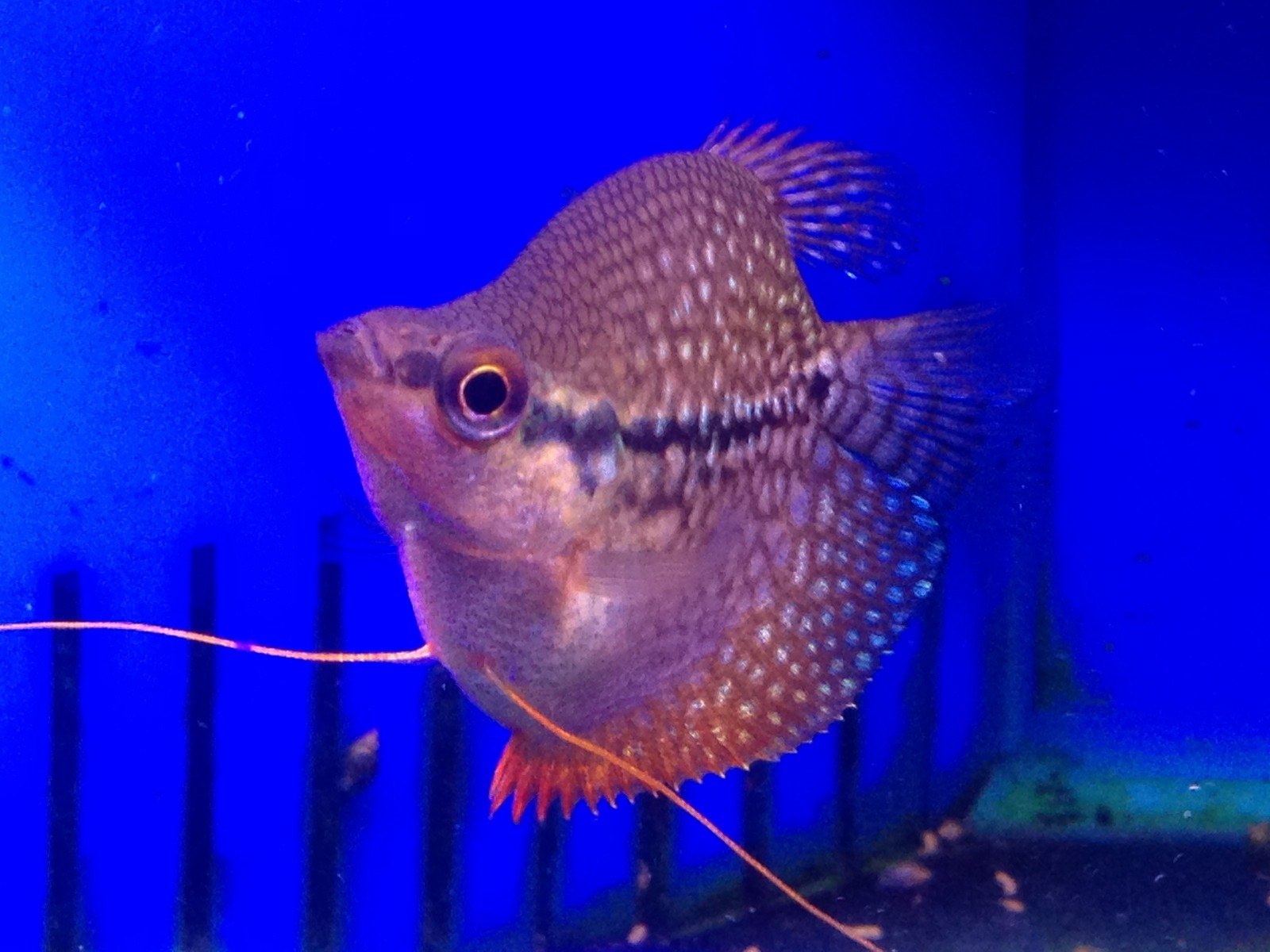 Pearl Gourami-Trichopodus leerii