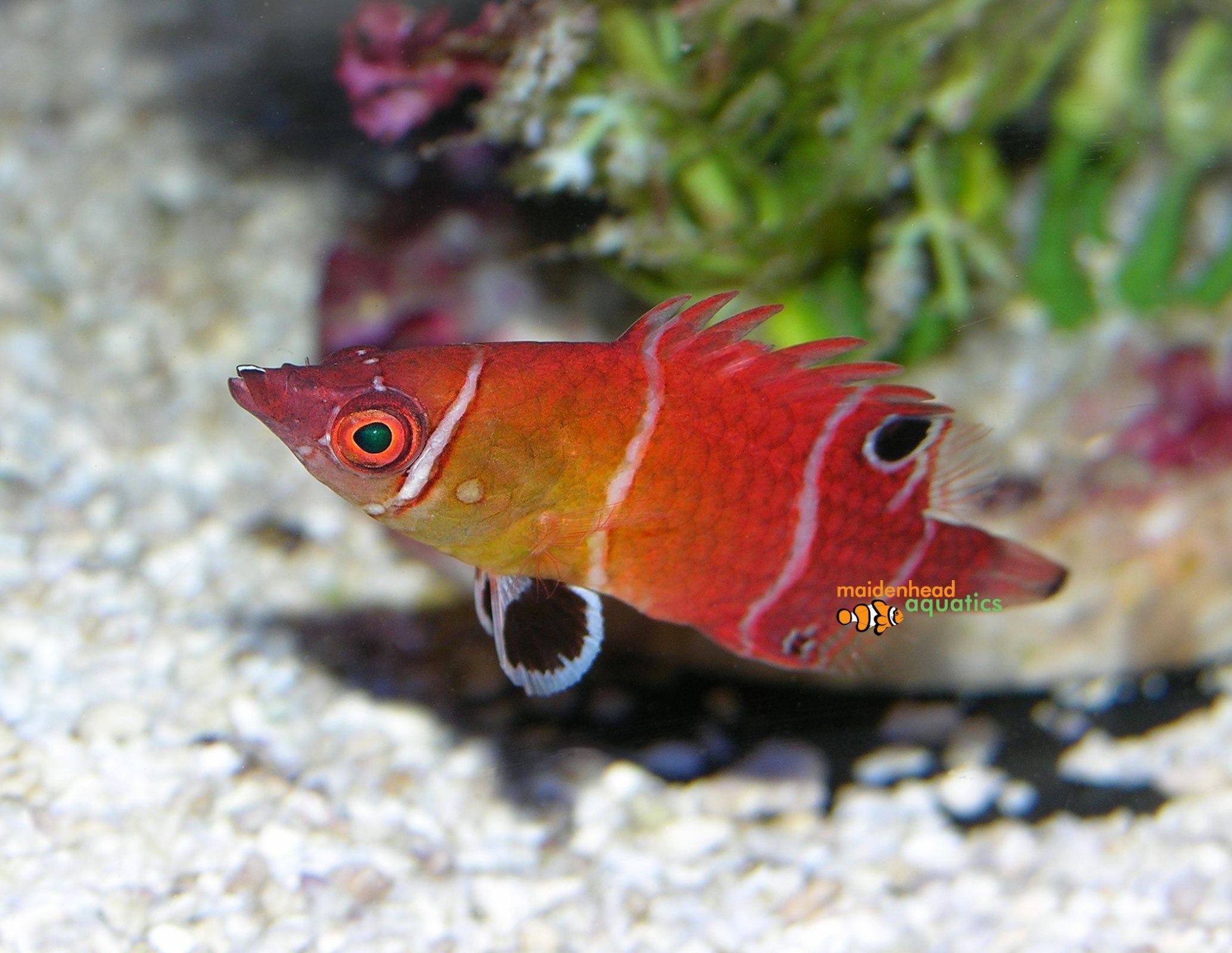 Tanaka's Possum Wrasse-Wetmorella tanakai