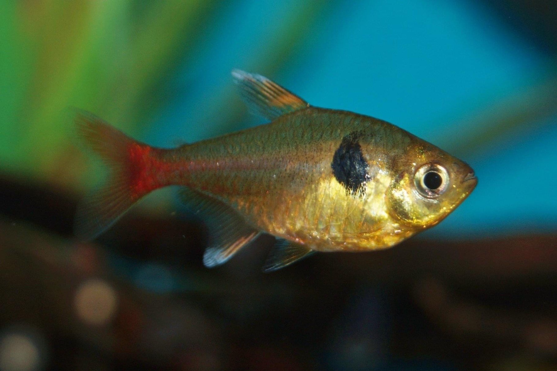 Yellow Phantom Tetra-Hyphessobrycon roseus