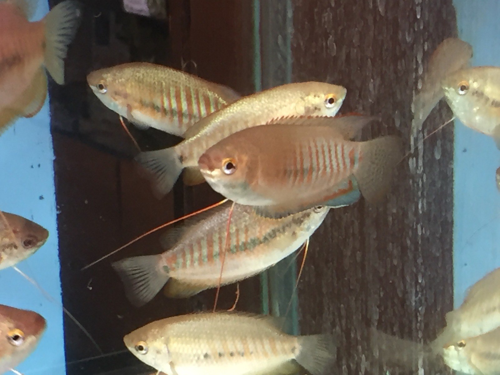 Thick Lipped Gourami-Trichogaster labiosa