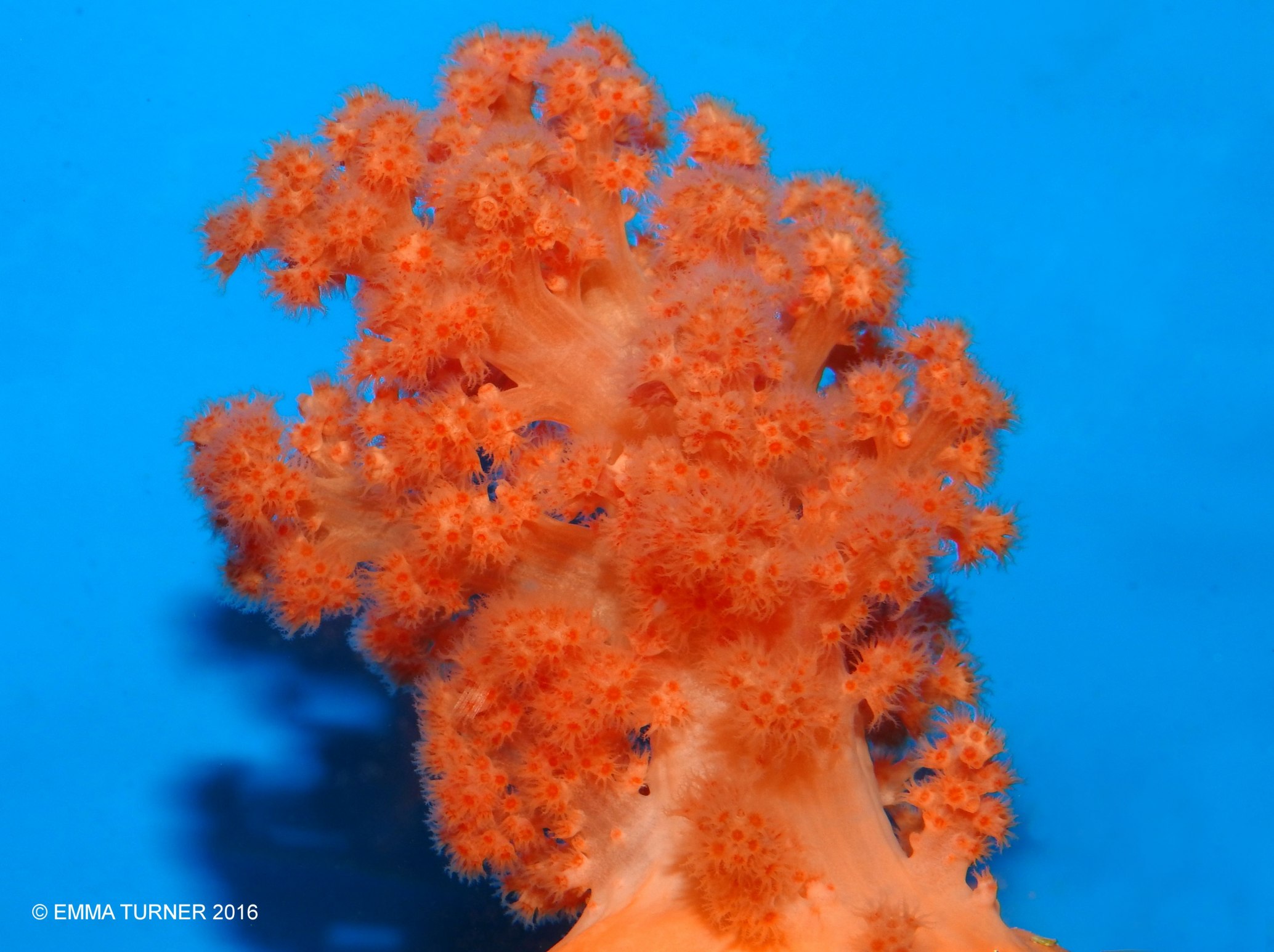 Tree Coral-Dendronephthya-Scleronephthya