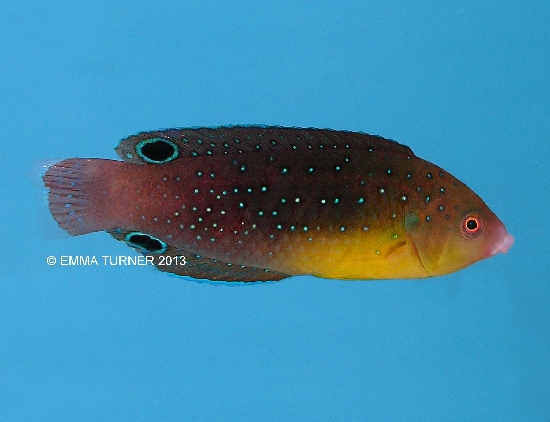 Twistii Wrasse-Anampses twistii