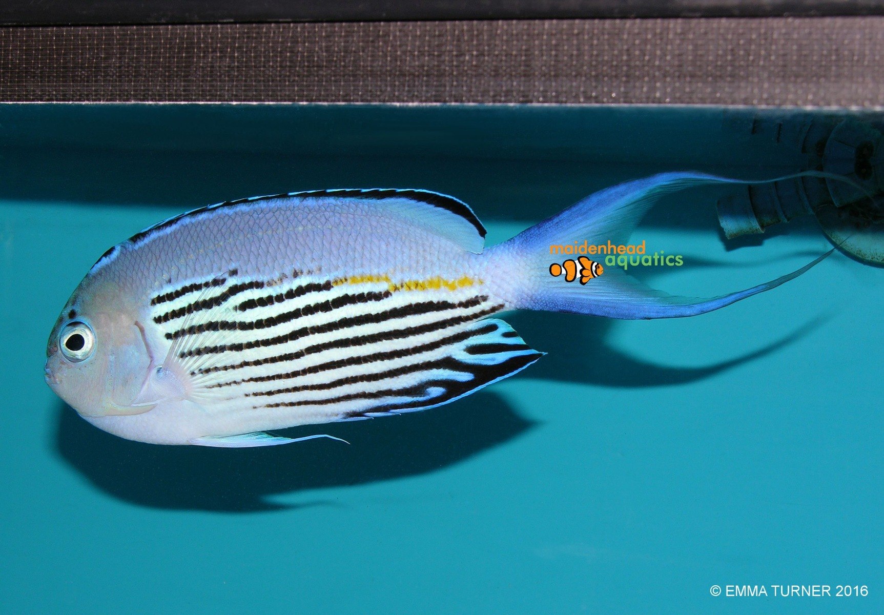 Watanabe's Angelfish-Genicanthus watanabei