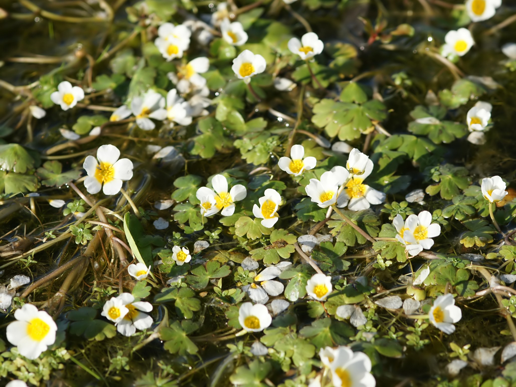 Лютик Водный Ranunculus aquatilis