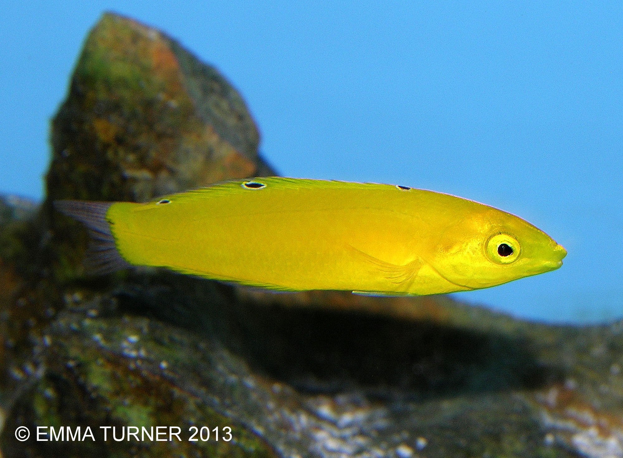 Yellow Wrasse-Halichoeres chrysus