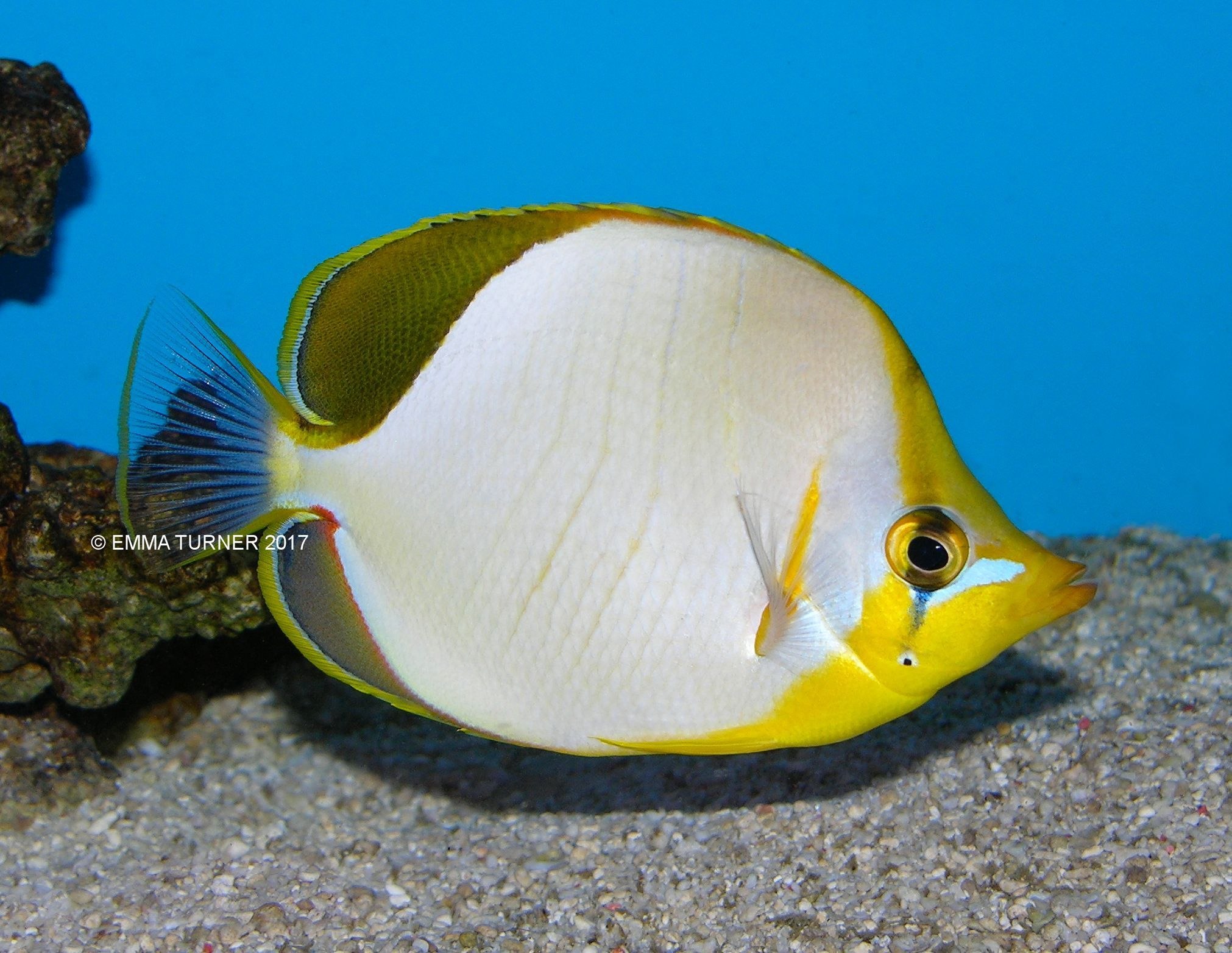 Yellowhead Butterflyfish-chaetodon Xanthocephalus