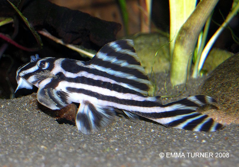 Zebra Plec L046 Hypancistrus Zebra