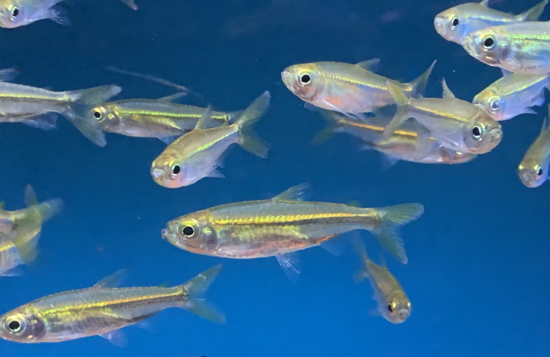 African Copper Ribbon Tetra - Rhabdalestes septentrionalis