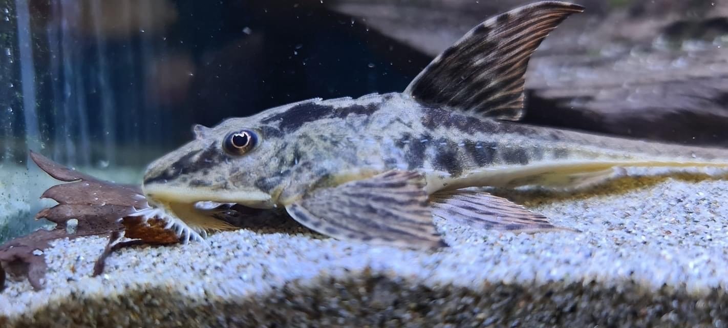 Crying Whiptail-Loricaria rio atabapo