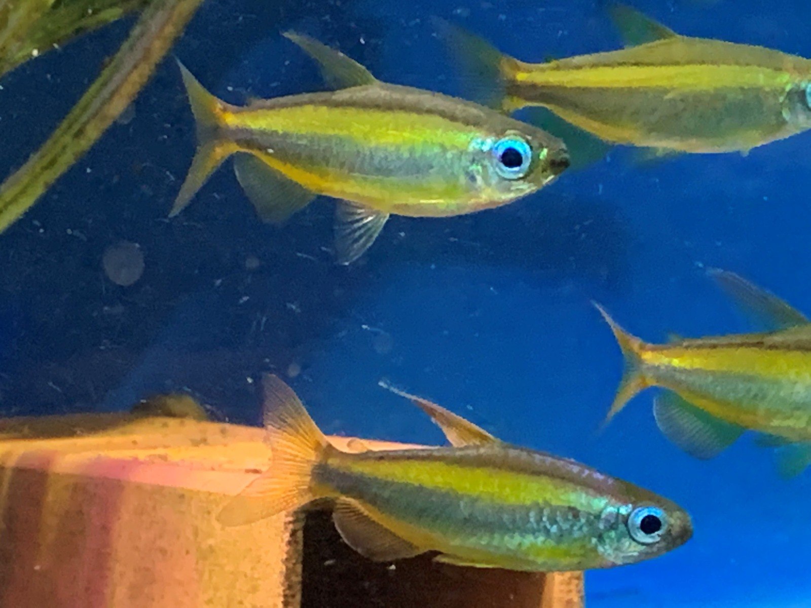 Golden Congo Tetra - Phenacogrammus aurantiacus