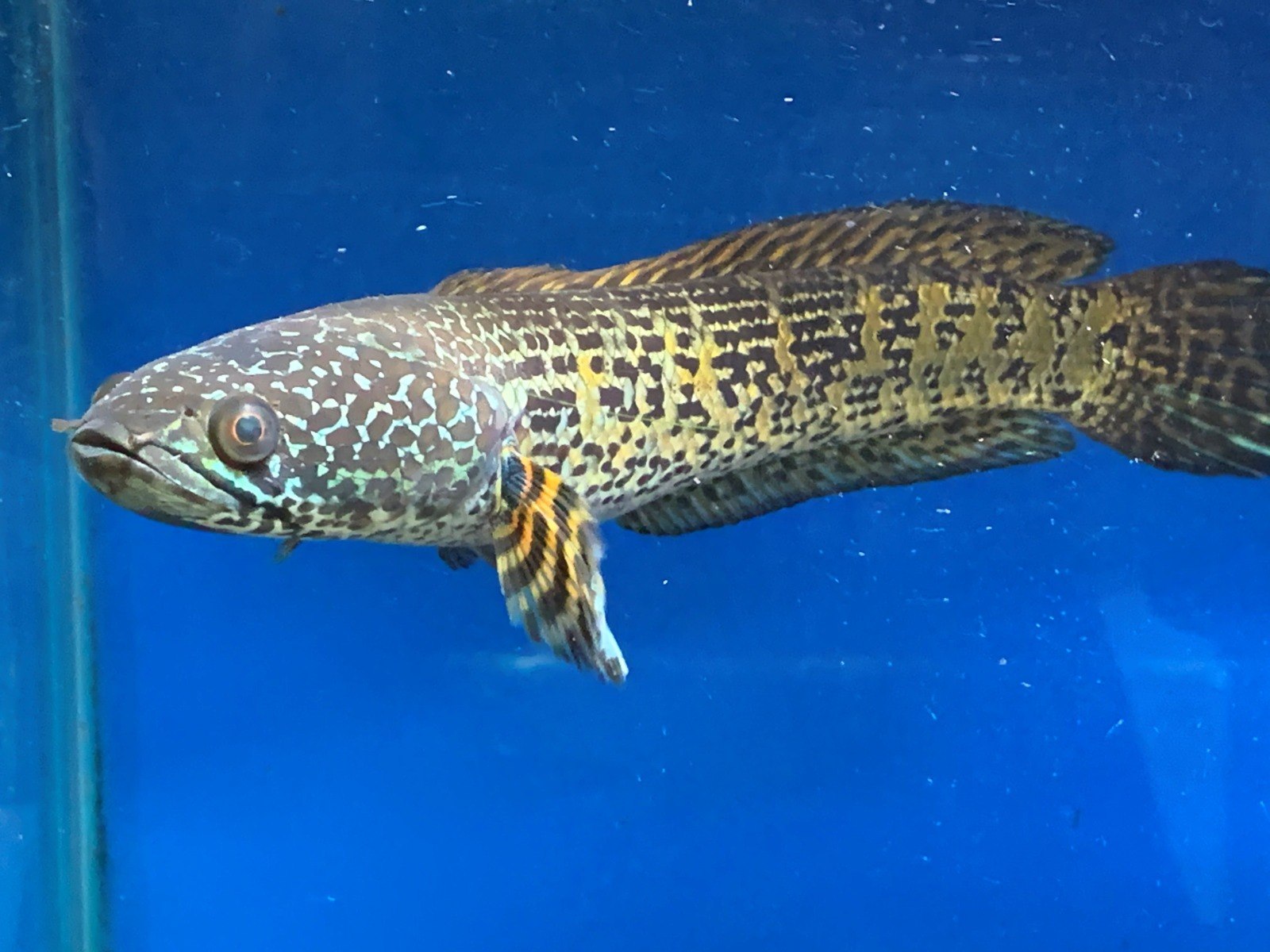 Golden Cobra Snakehead - Channa Aurantimaculata