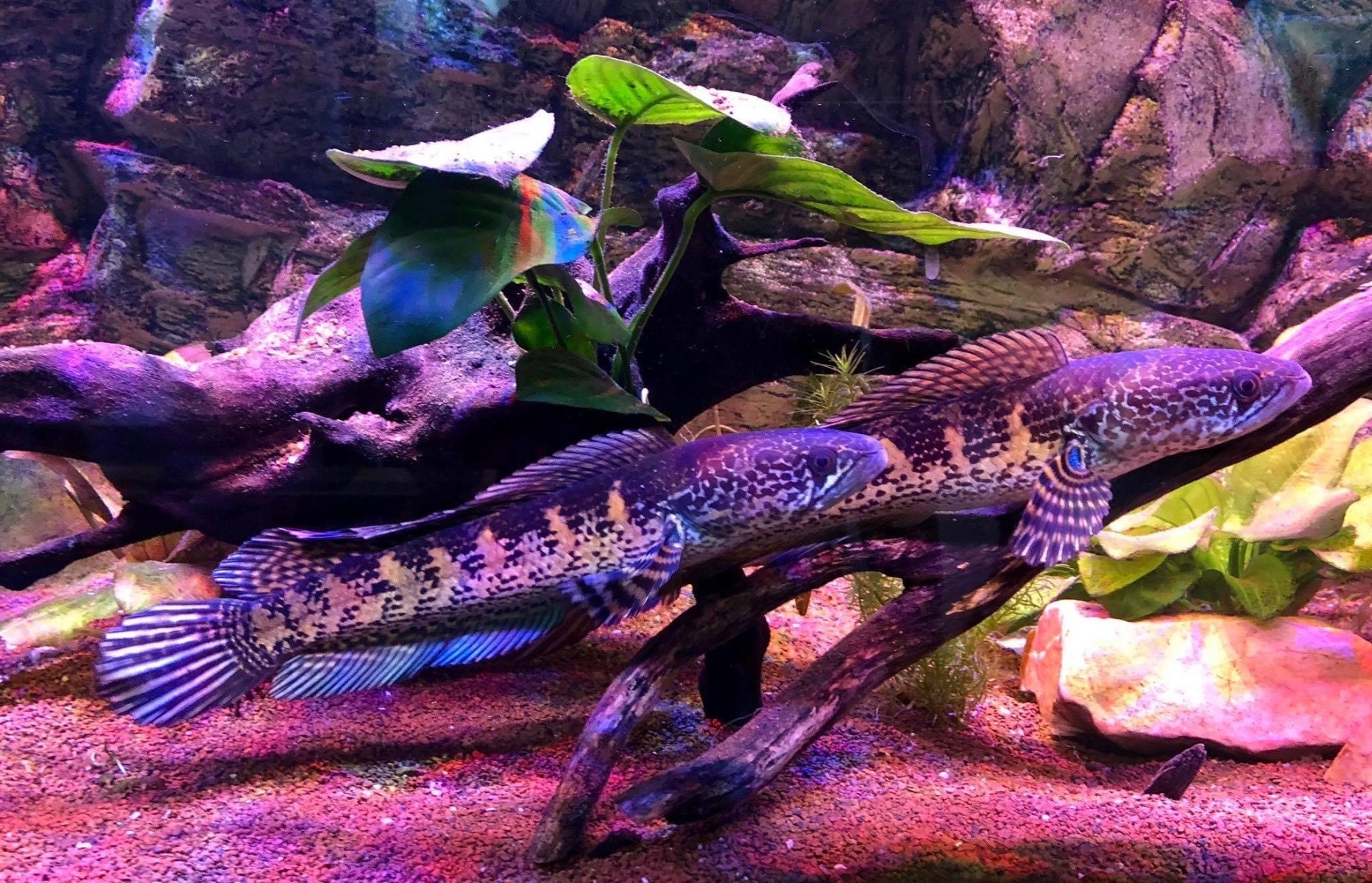 Golden Cobra Snakehead - Channa Aurantimaculata