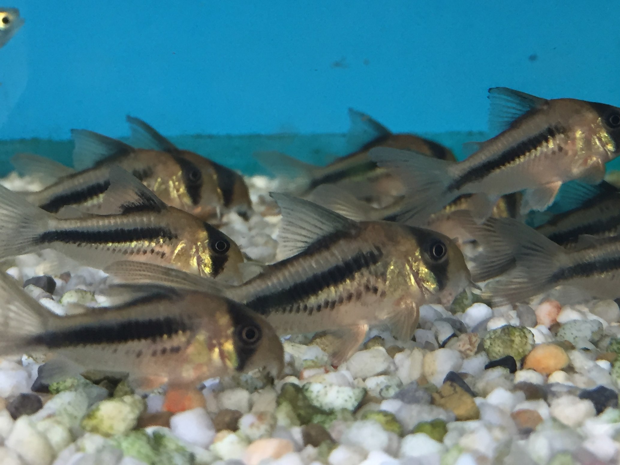 Axelrod’s Cory-Hoplisoma axelrodi