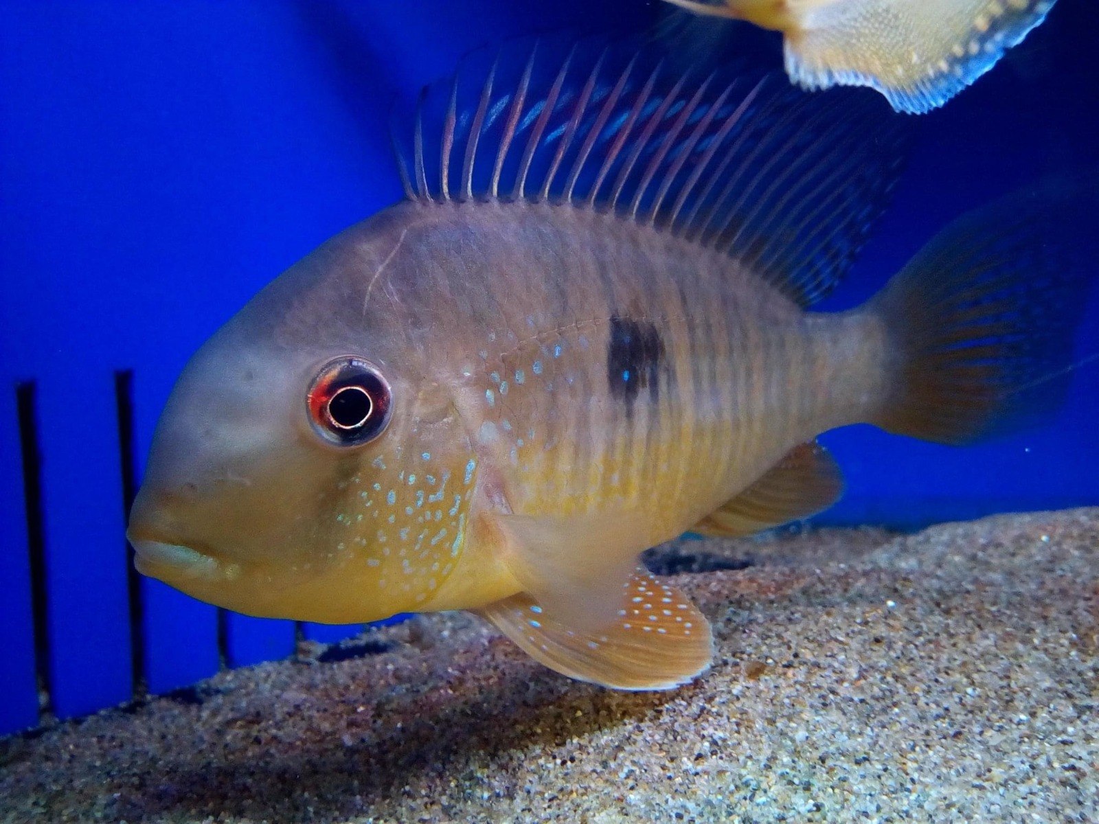 Paraguay Eartheater-Gymnogeophagus balzanii