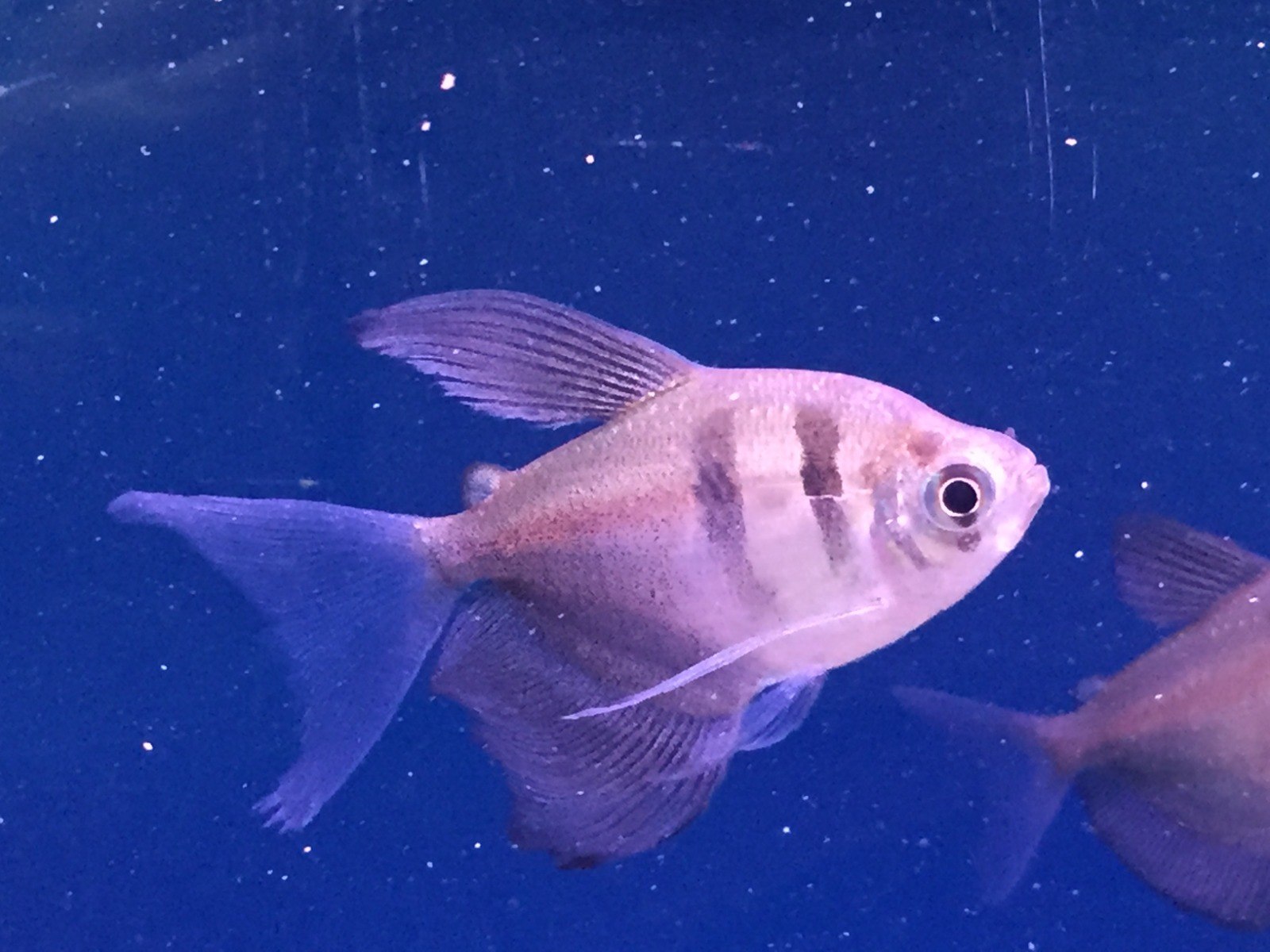 Black Widow Tetra-Gymnocorymbus ternetzi