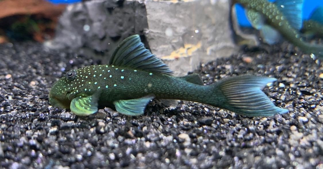 Blue Phantom Plec L128-Hemiancistrus