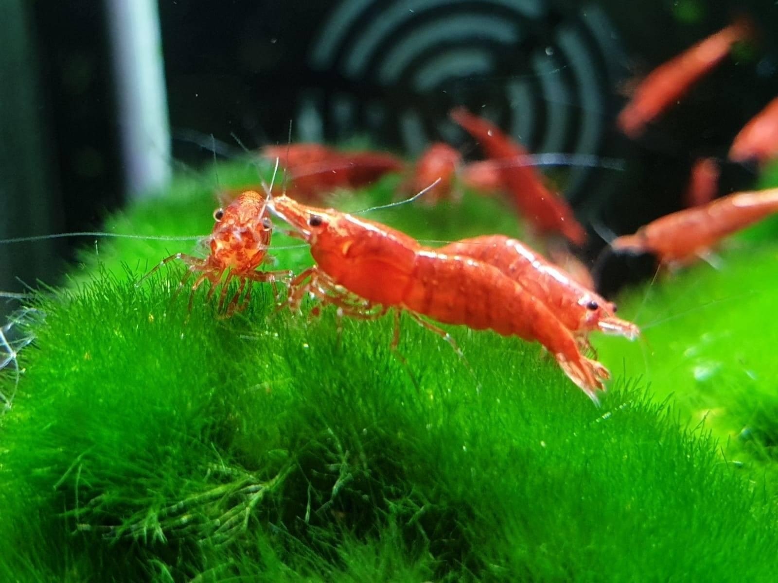 Cherry Shrimp-Neocaridina heteropoda red